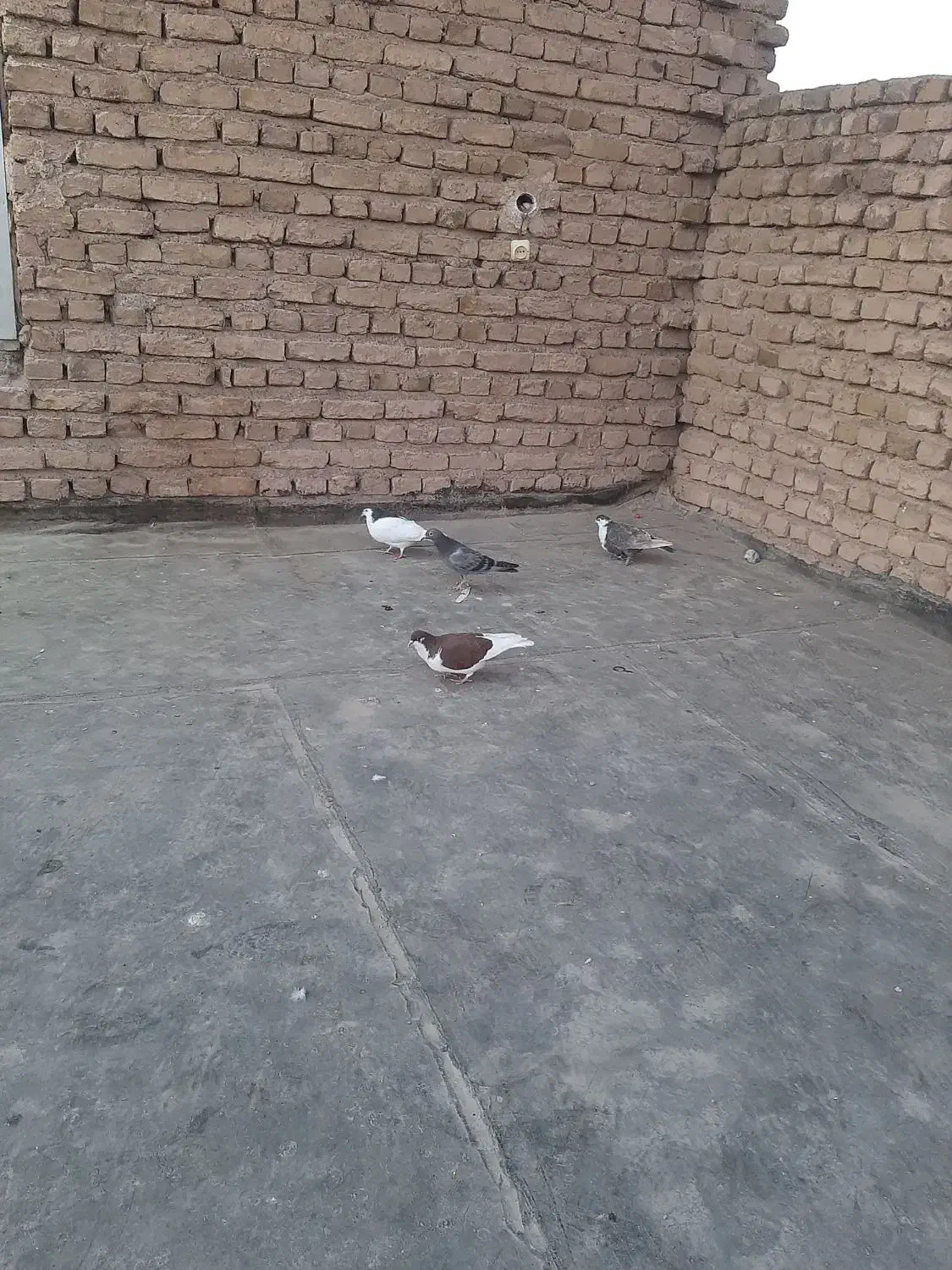 کبوتر|پرنده|نیشابور, فضل|دیوار