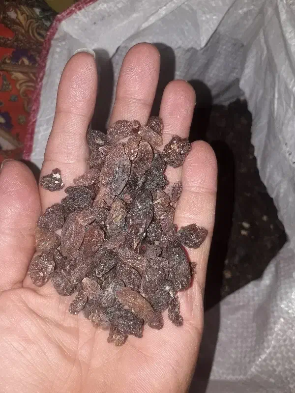 کشمش گوشتی افتاب خشک کاشمر درجه۱|خوردنی و آشامیدنی|کاشان, گبرها|دیوار