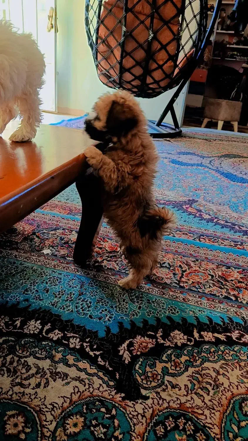 سگ شیت رو پامر|سگ|کرمان, |دیوار