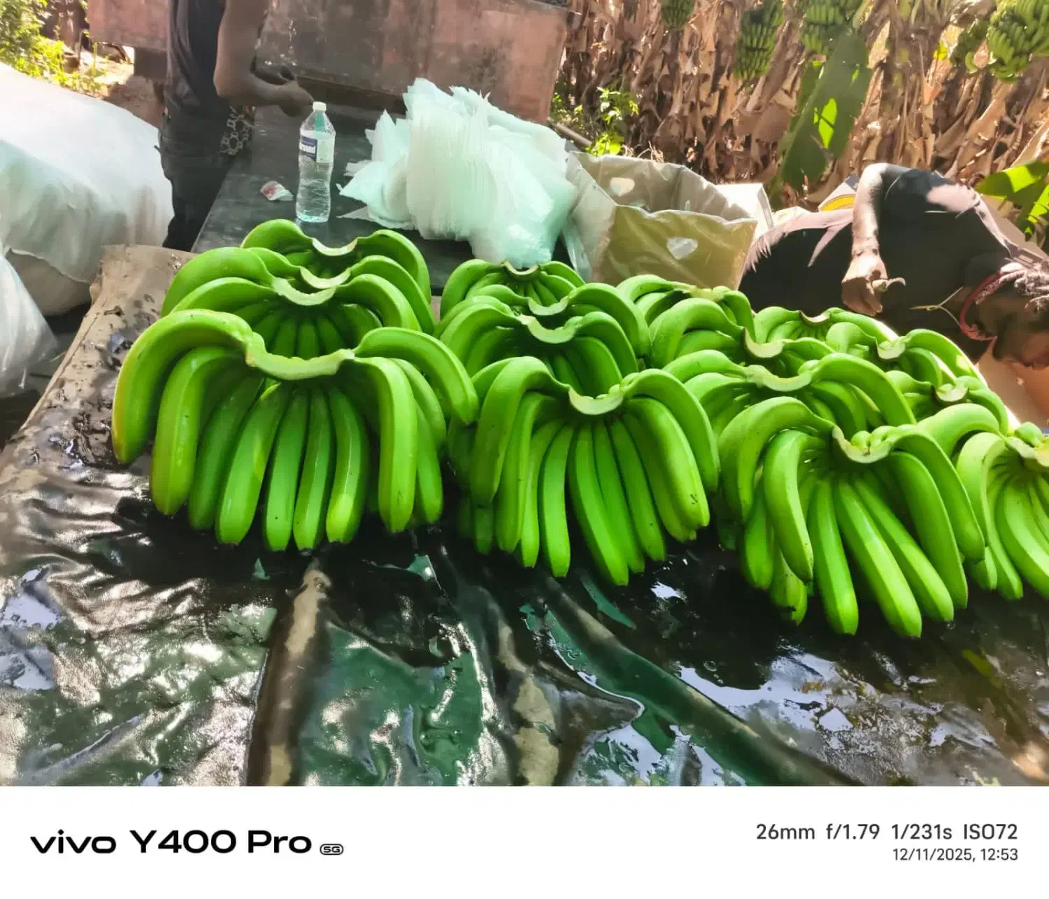 فروش عمده موز هندی|خوردنی و آشامیدنی|قم, تکیه آقا سید حسنی|دیوار