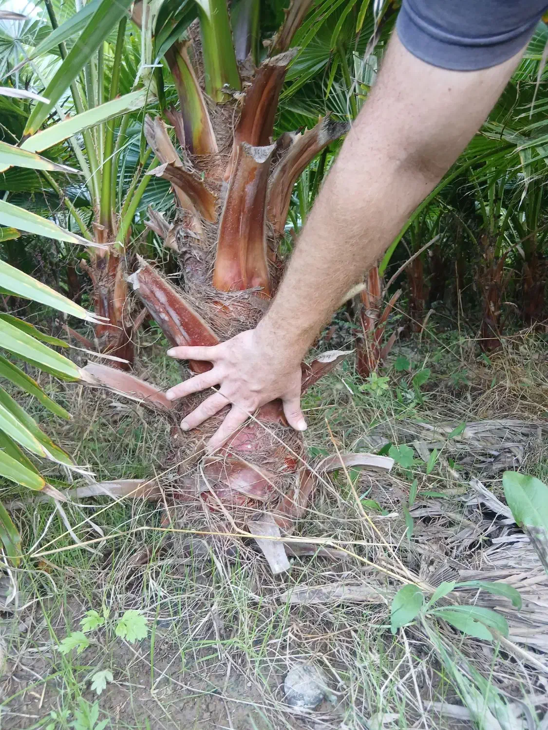 پالم واشنگتن|گل و گیاه طبیعی|طاهرگوراب, |دیوار