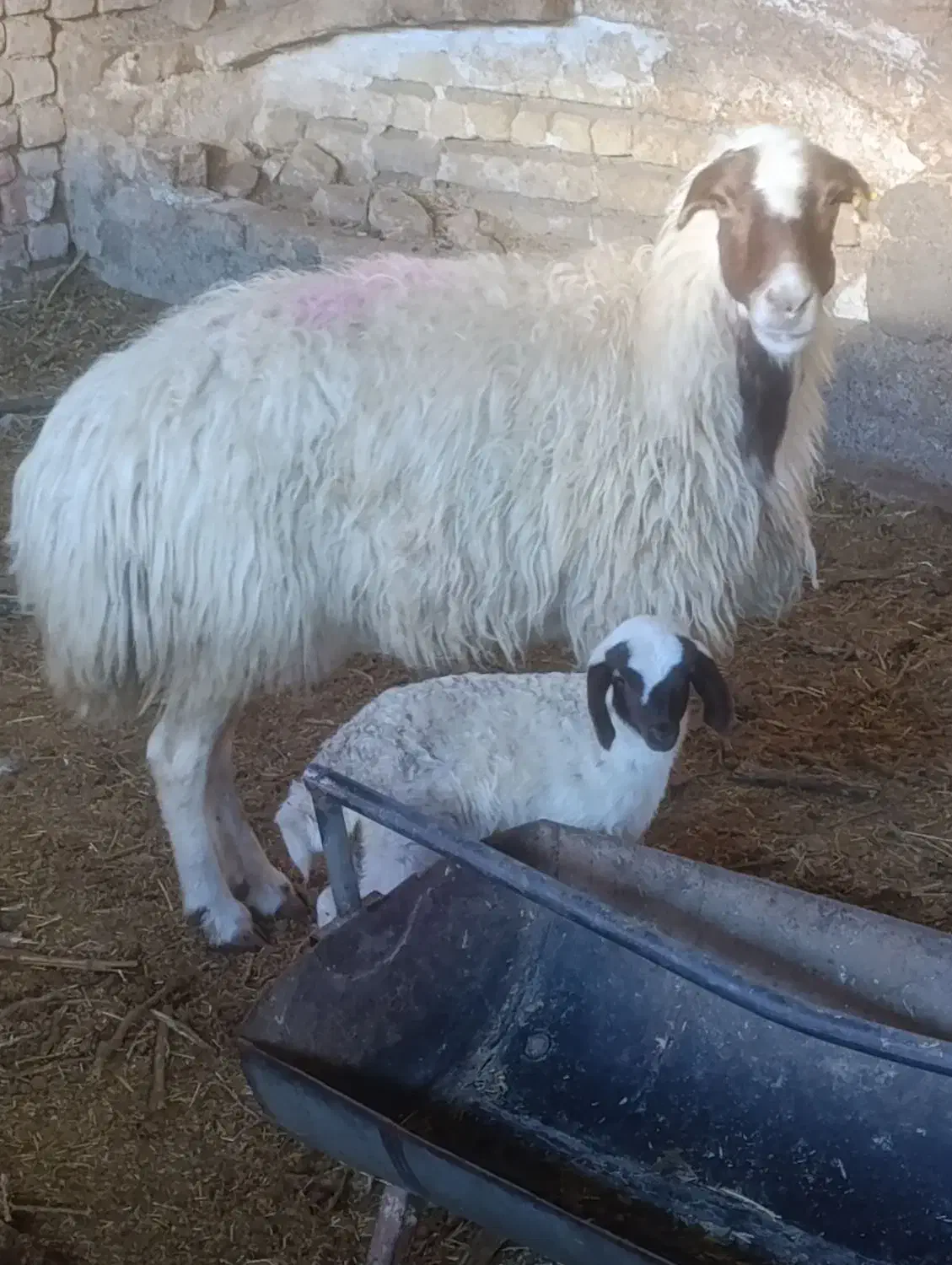 میش بره درجه یک جوان جنس|حیوانات مزرعه|کاشان, مشکات|دیوار