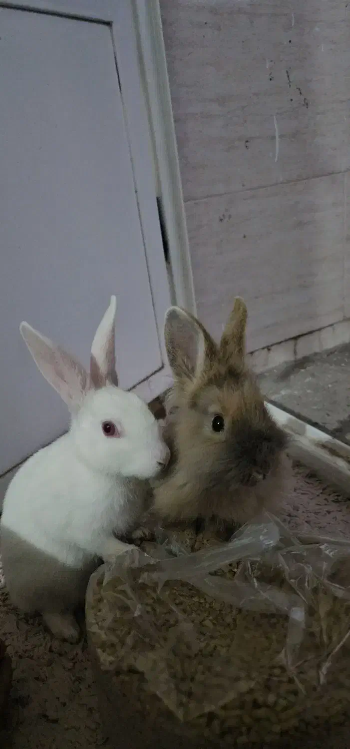 خرگوش|موش و خرگوش|سیرجان, |دیوار