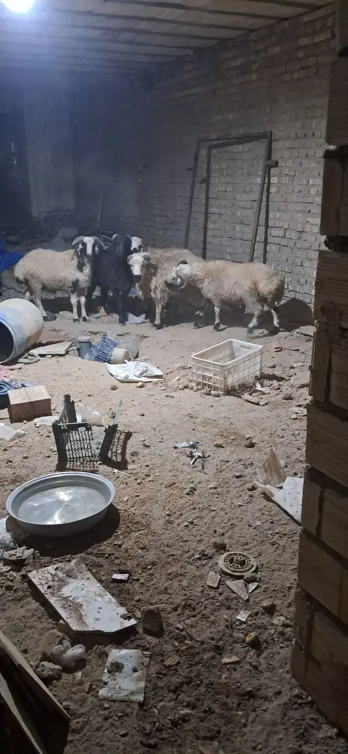 فروش بره نر خودمونی|حیوانات مزرعه|مروست, |دیوار