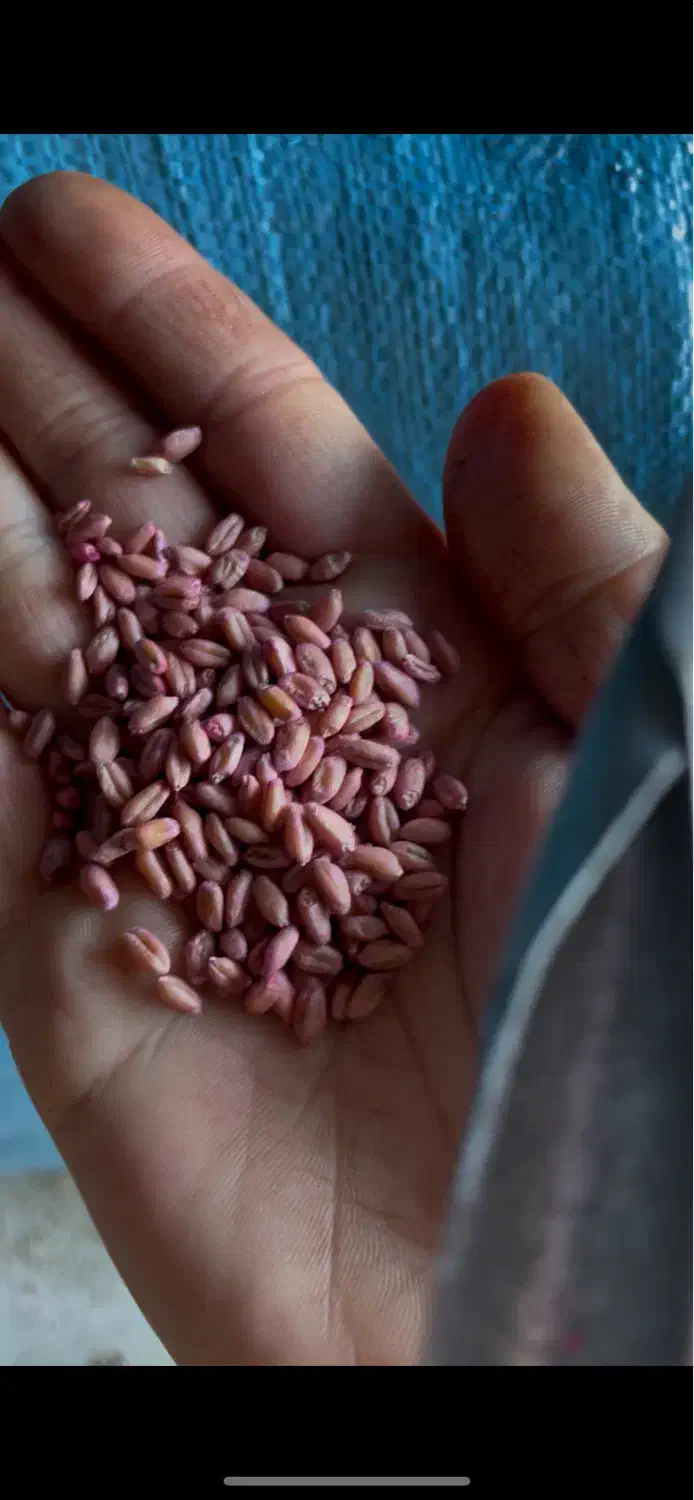 بذر گندم آبی رقم آراز|خدمات باغبانی و درختکاری|گنبد کاووس, |دیوار