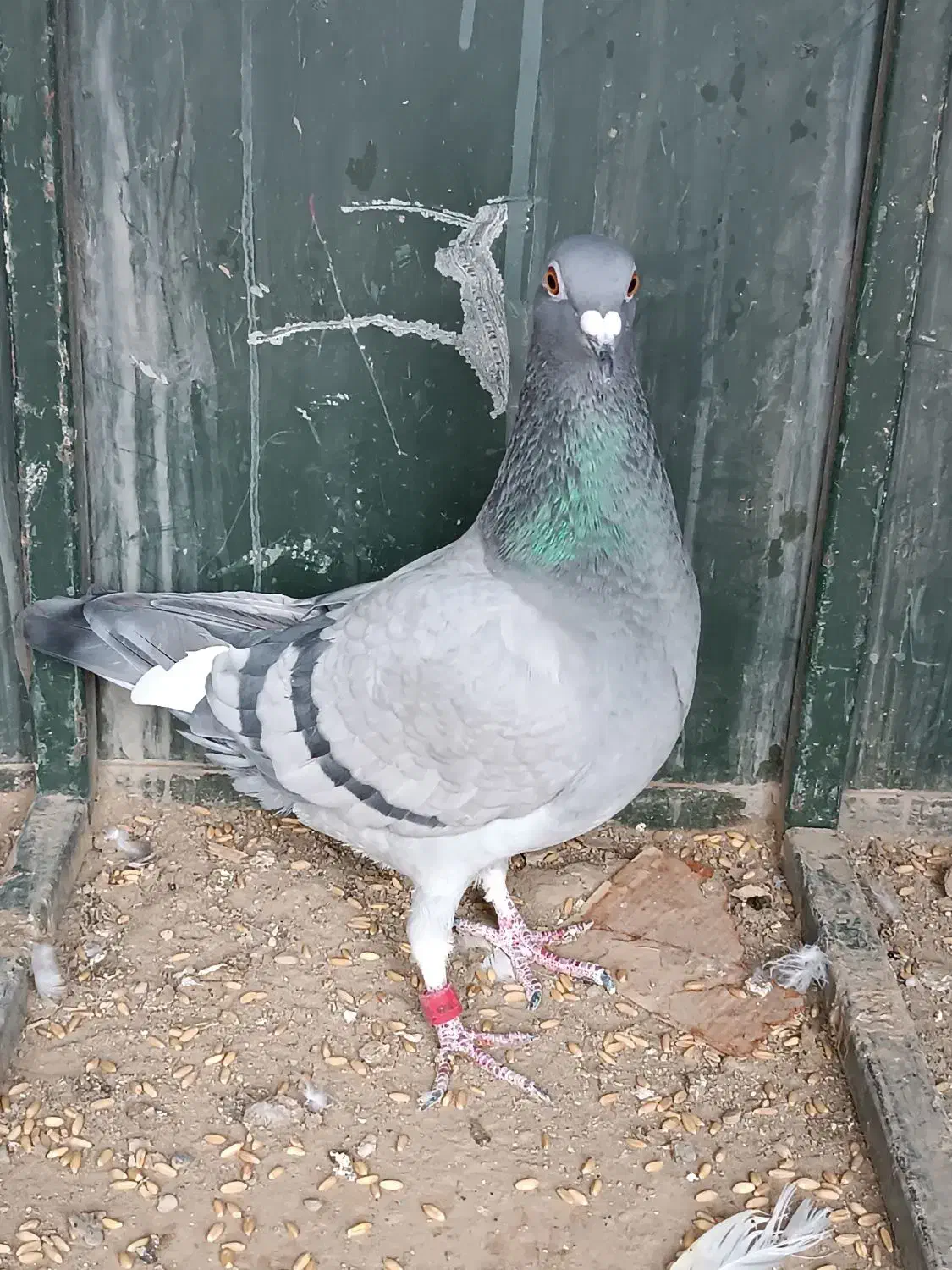 کبوتر|پرنده|فردوسیه, |دیوار