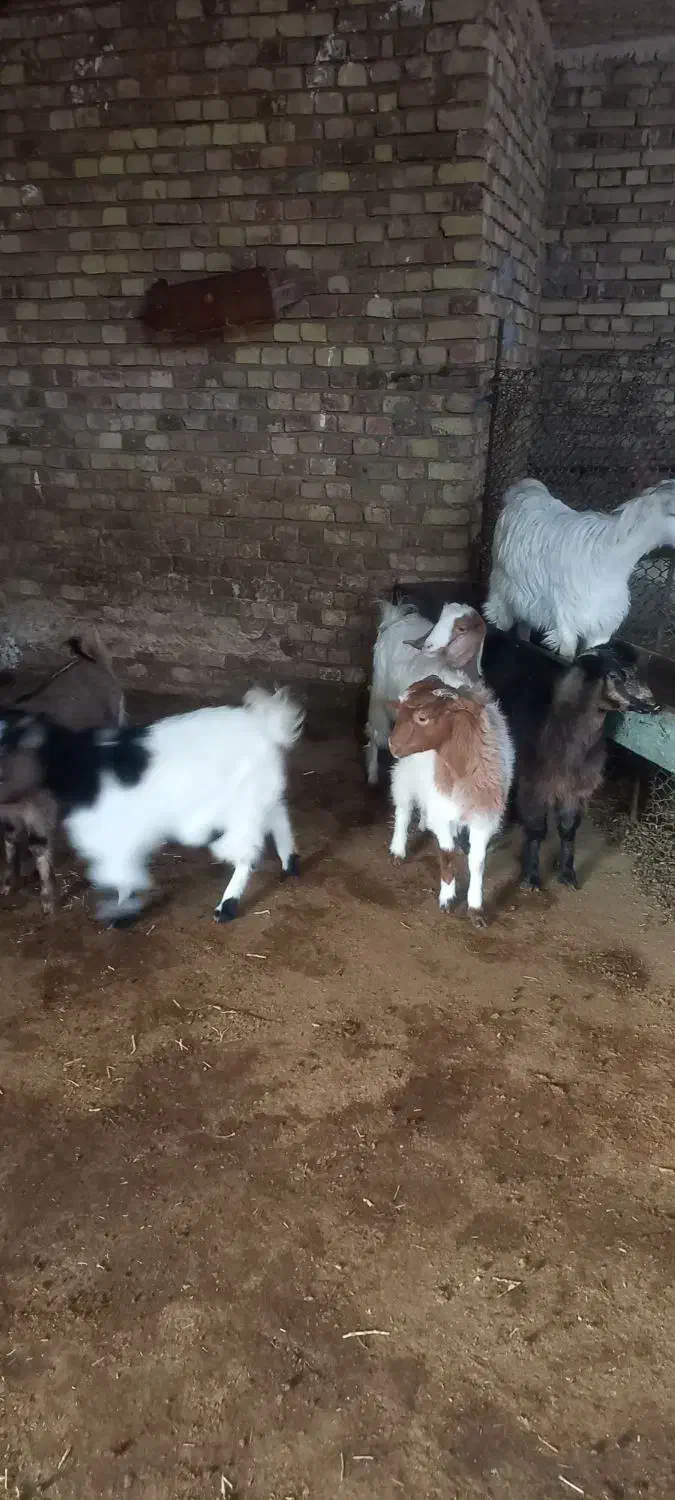 ۶ عدد بزغاله|حیوانات مزرعه|صحنه, |دیوار