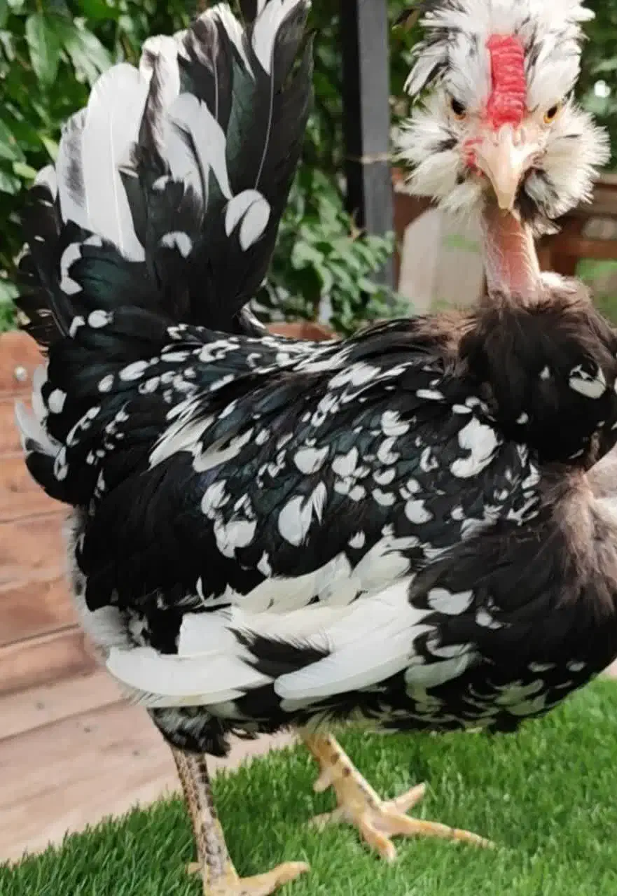 جوجه گلین گردن لخت چهل تاج و ریشو مشکی خال سوزنی|حیوانات مزرعه|خمینی‌شهر, |دیوار