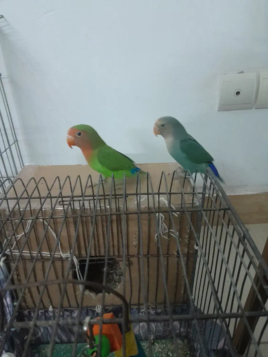 پرنده|پرنده|محمدیه-قزوین, |دیوار