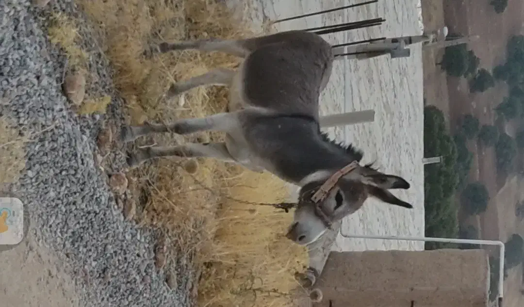 گم شده|حیوانات مزرعه|فلارد, |دیوار