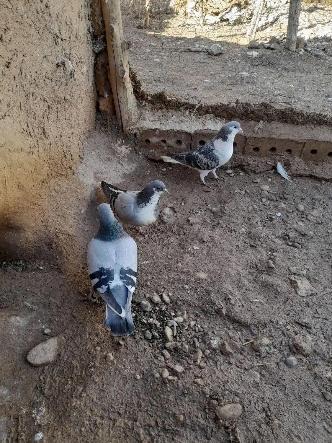 کبوتر|پرنده|فیروزه, |دیوار