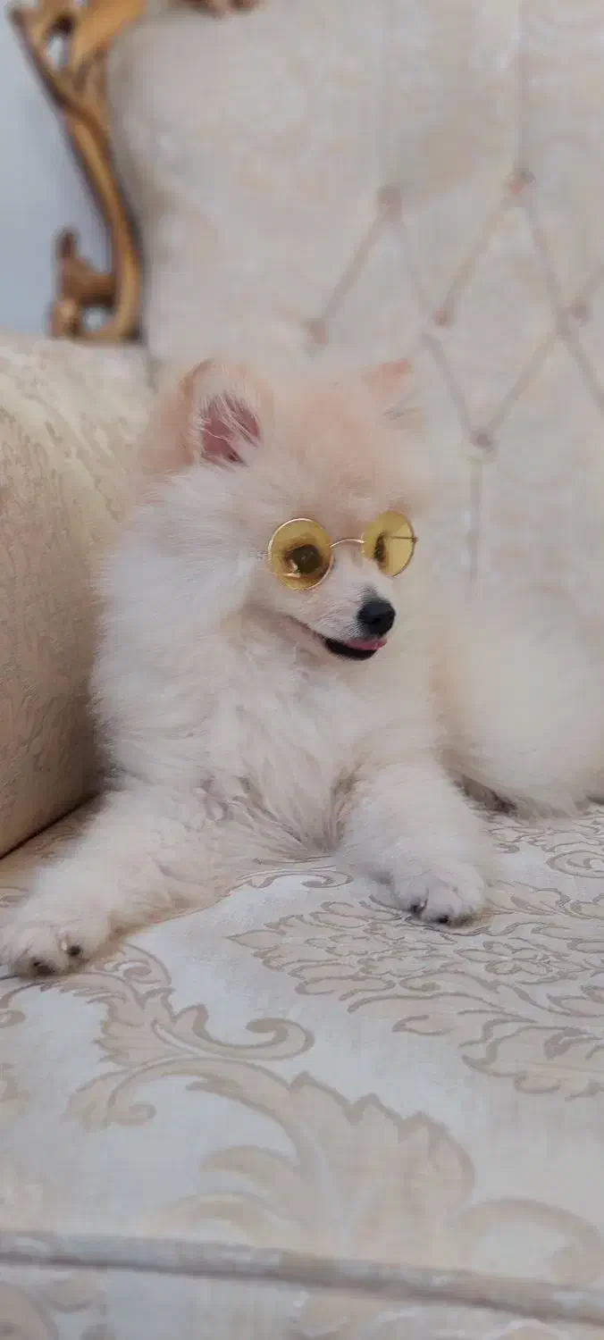 معاوضه سگ پامرین فقط با گربه|سگ|لاهیجان, قیام|دیوار