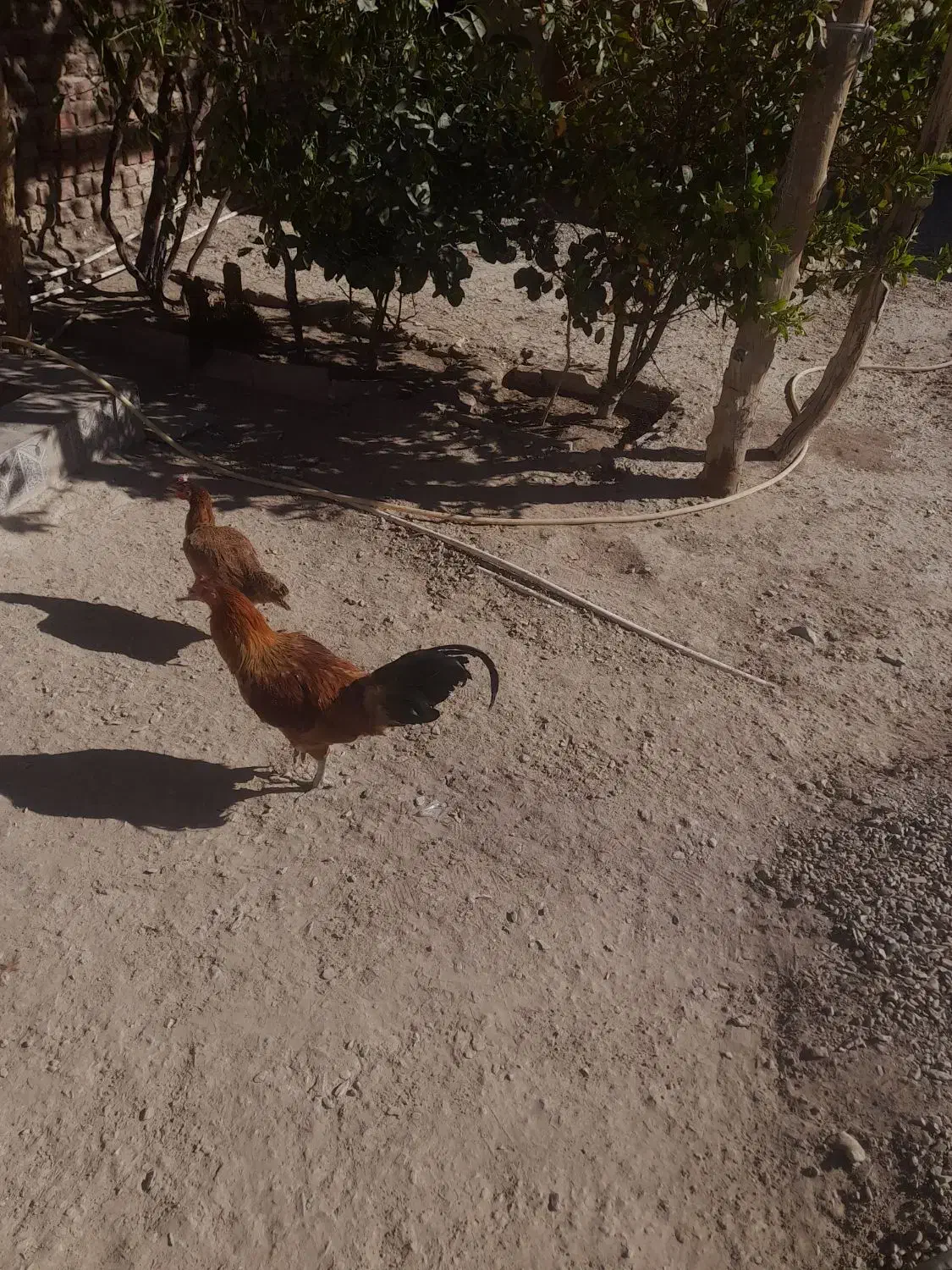 خروس|خوردنی و آشامیدنی|خاش, |دیوار