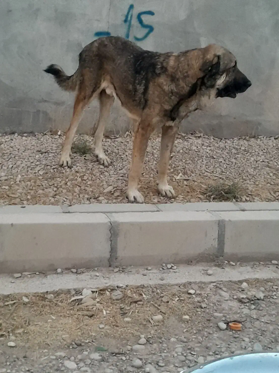 سگ پژدر|سگ|کوهنانی, |دیوار