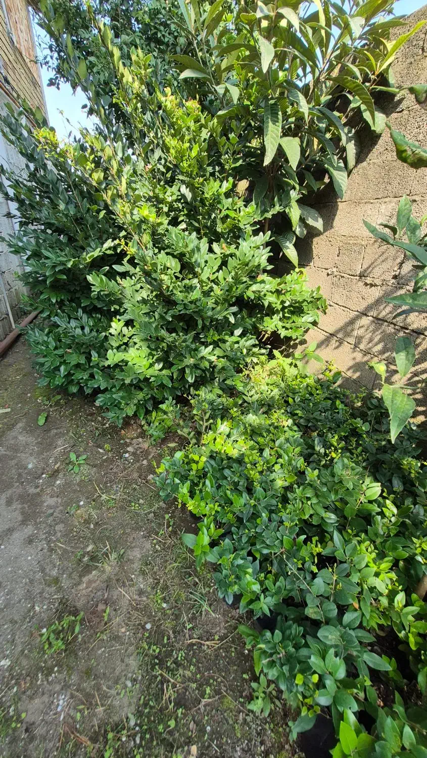 یاس هلندی|گل و گیاه طبیعی|کلاچای, |دیوار