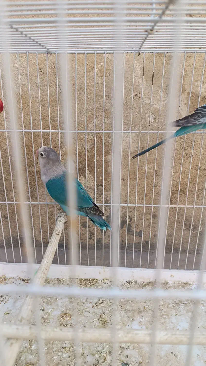 طوطی برزیلی خوش رنگ|پرنده|پاکدشت, پاکدشت (مامازند)|دیوار