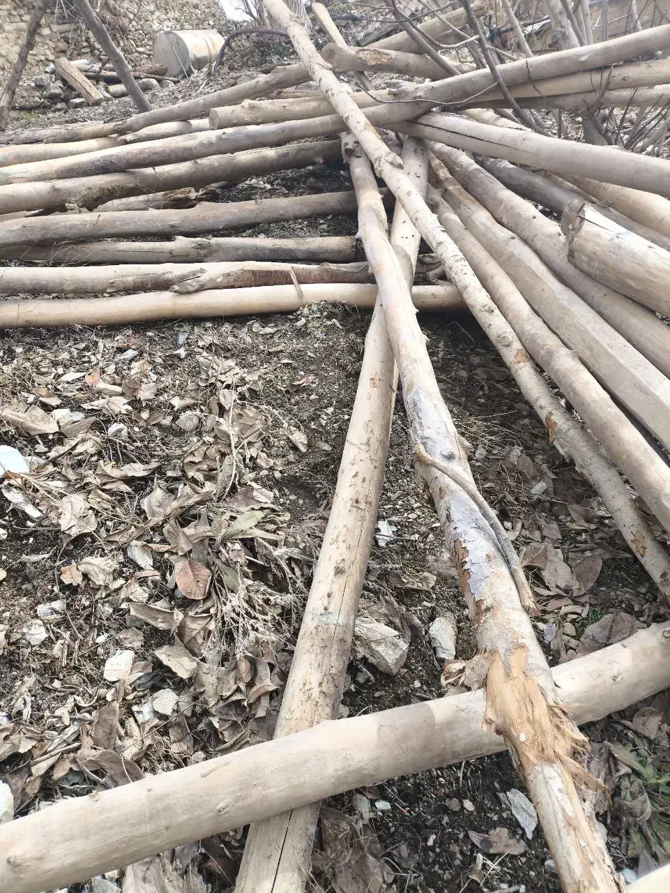 دار چنار|مصالح و تجهیزات ساختمان|سروآباد, |دیوار