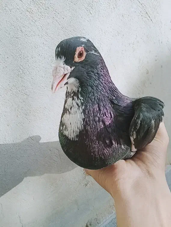 ماده پلنگ جونگ|پرنده|ماهان, |دیوار