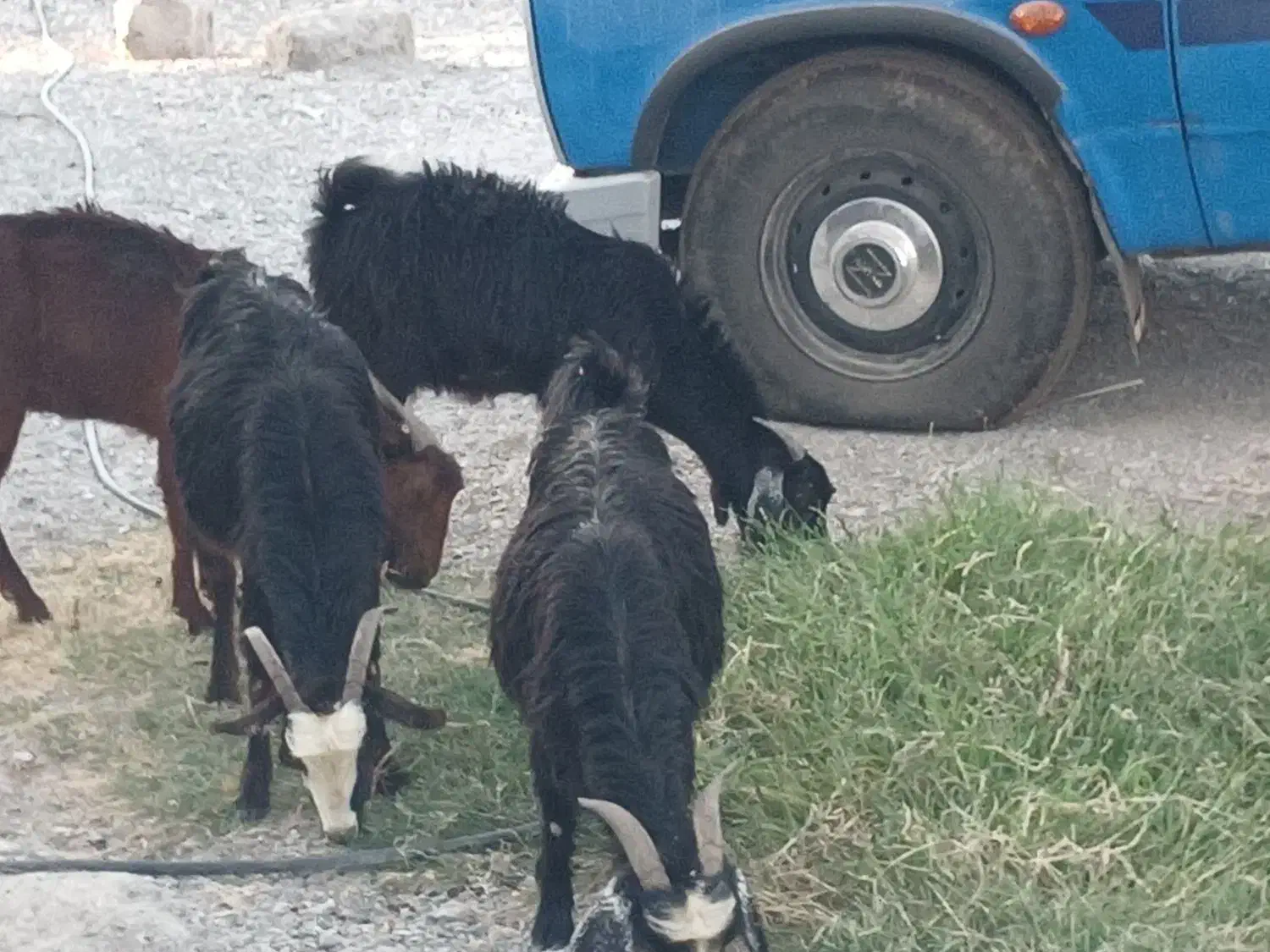 فروش گوسفند محلی|حیوانات مزرعه|رودخانه, |دیوار