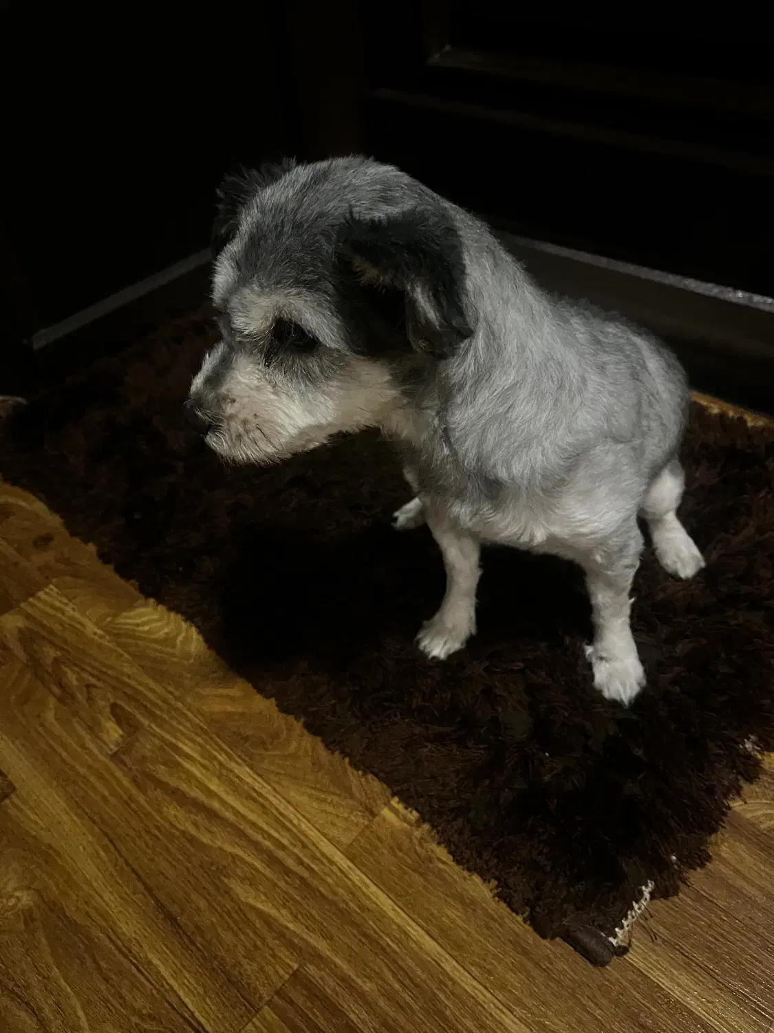 فروش سگ|سگ|اصفهان, خلیل آباد|دیوار