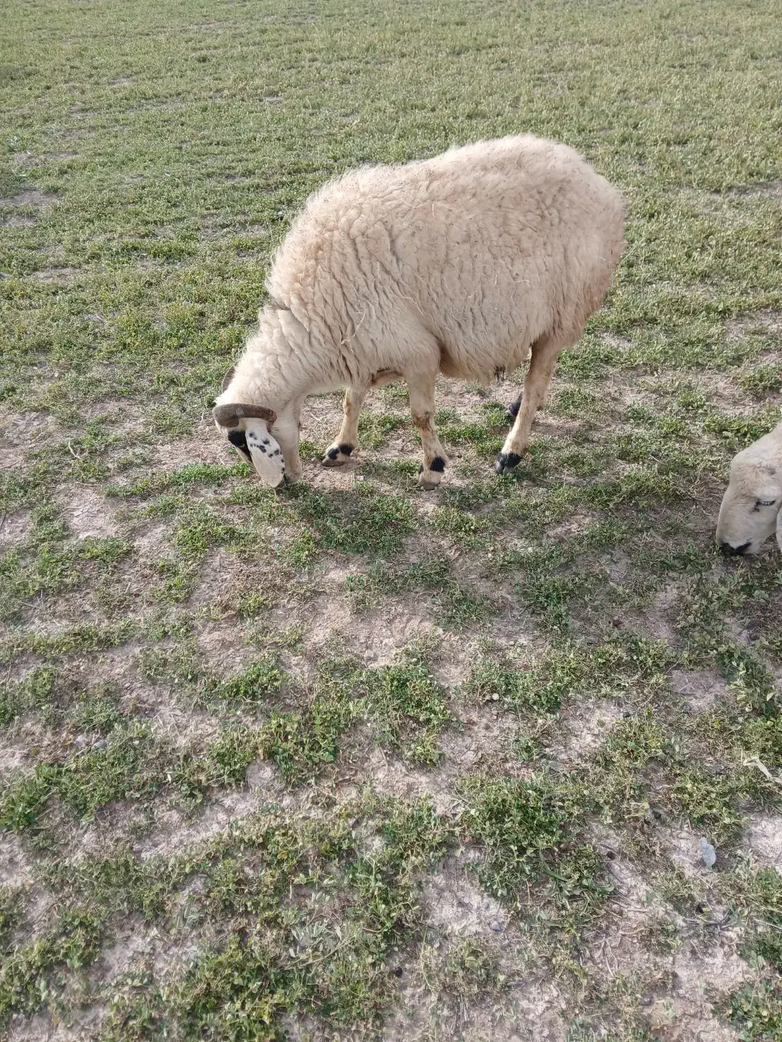 گوسفند|حیوانات مزرعه|بردسیر, |دیوار