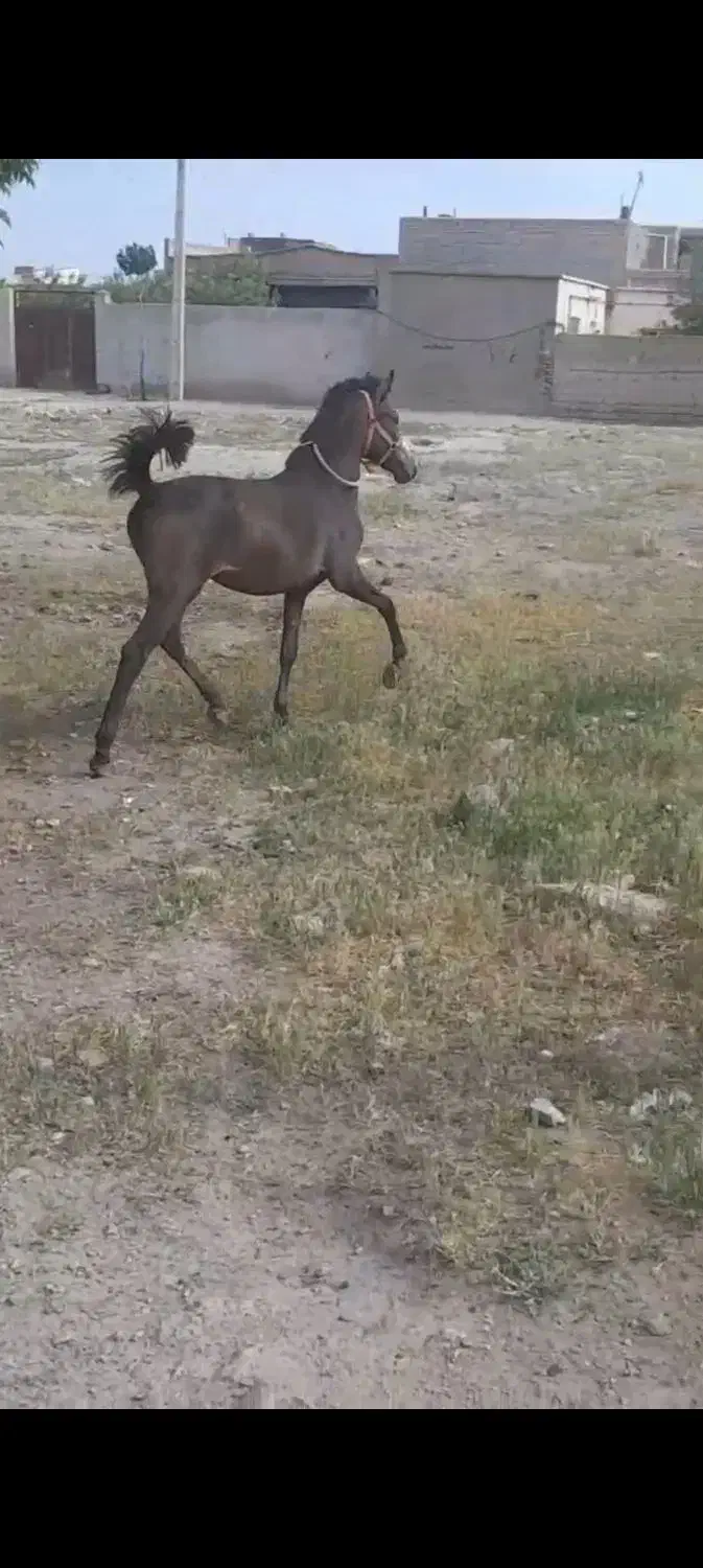 کره مادیان ۱۵ ماه|اسب و تجهیزات اسب‌سواری|شاهین دژ, |دیوار