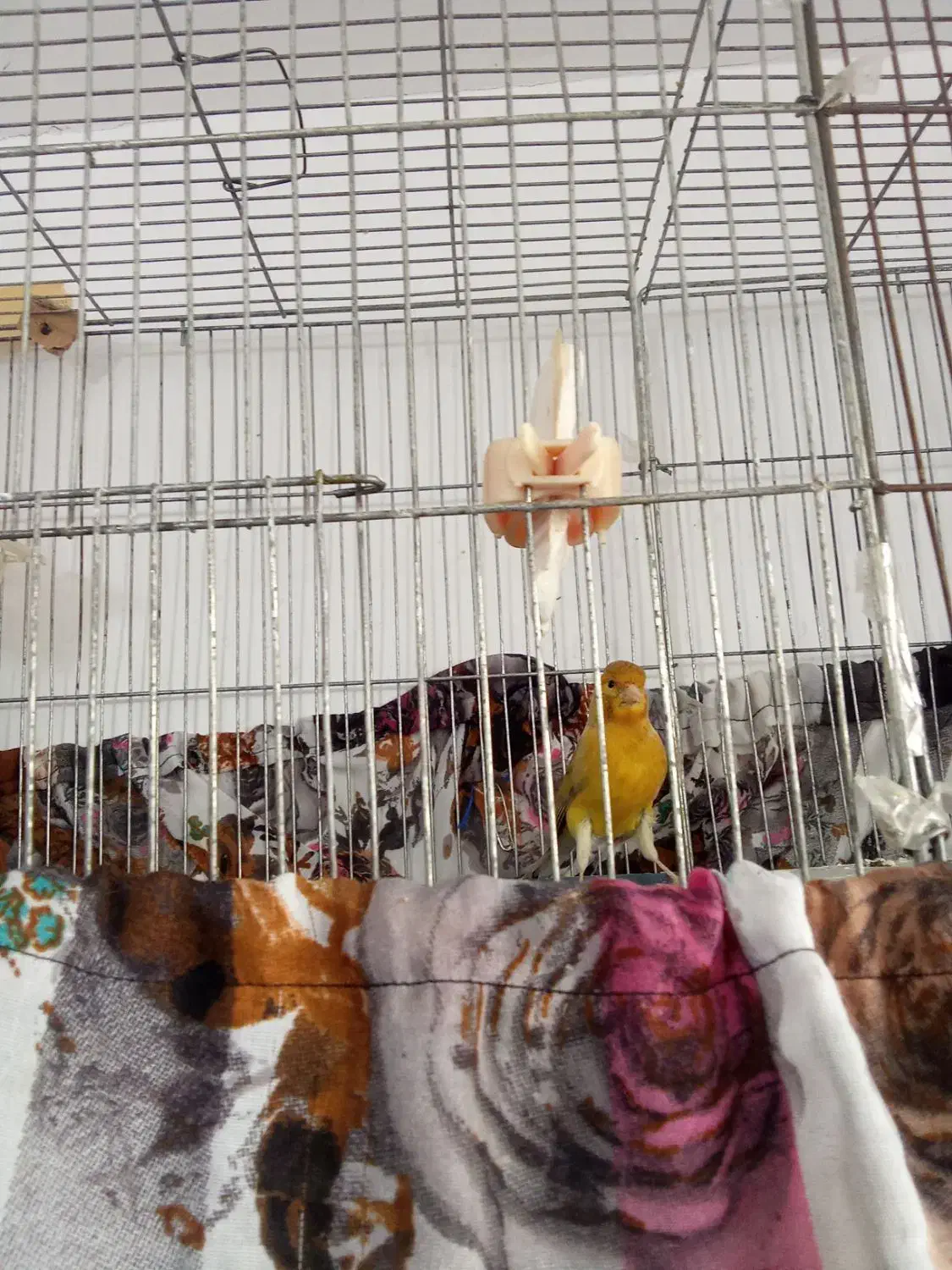 قناری نر بخون|پرنده|شهریار, شهریار|دیوار