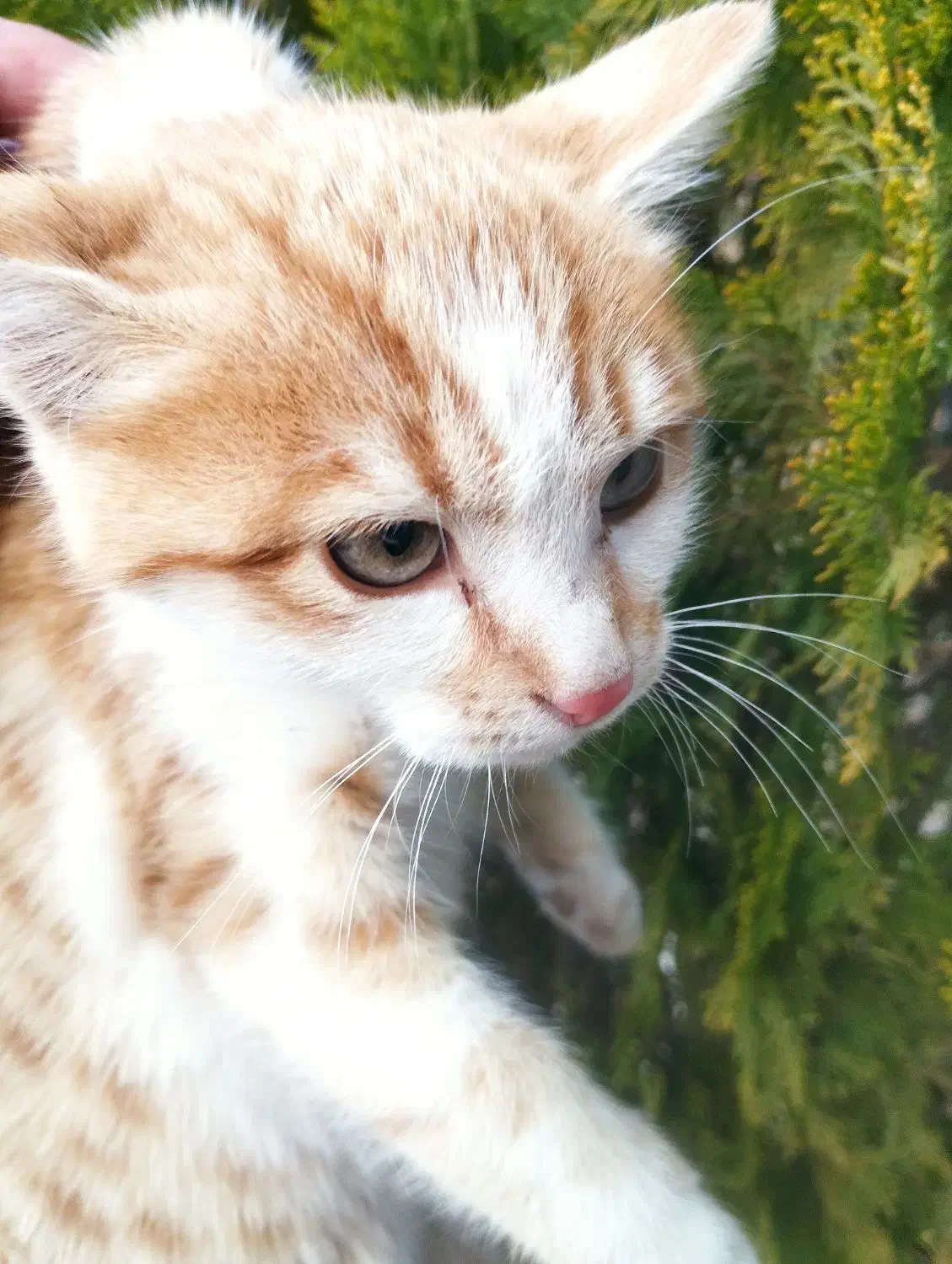 واگذاری بچه گربه|گربه|کرمانشاه, |دیوار