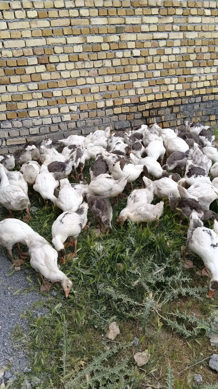 جوجه غاز|حیوانات مزرعه|ساروق, |دیوار