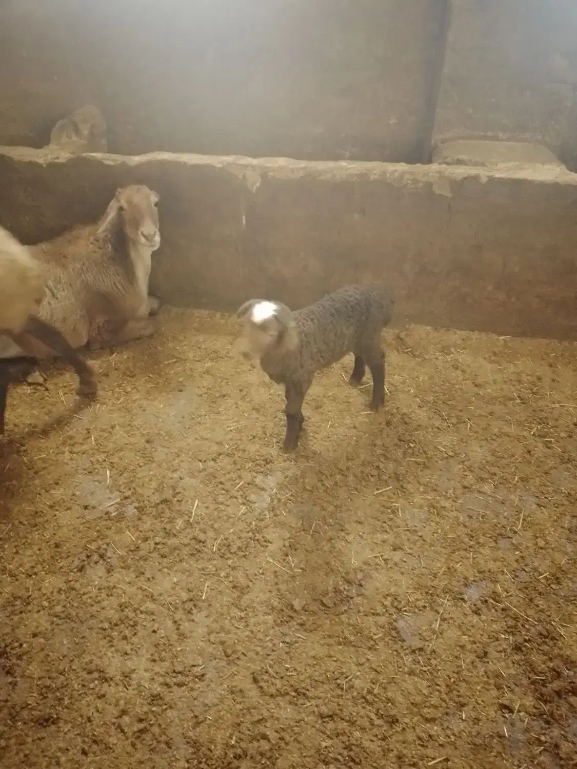 ۱۲راس میش وبره وآبستن|حیوانات مزرعه|سنقر, |دیوار