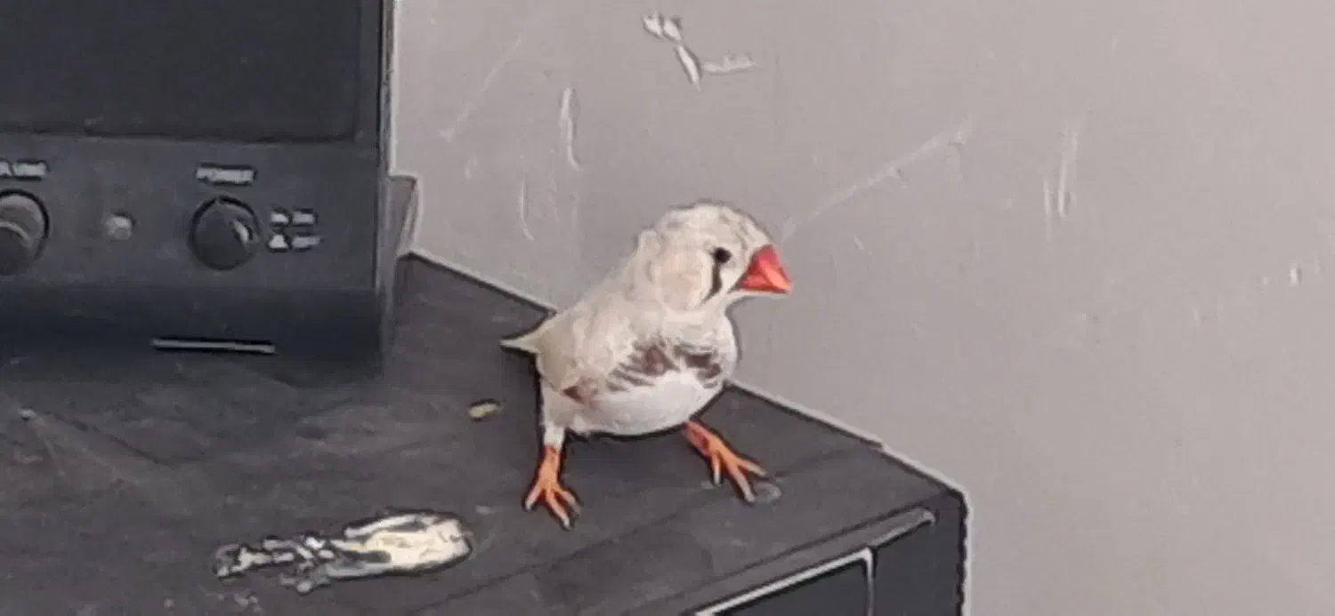 معاوضه فنچ|پرنده|شاهرود, |دیوار