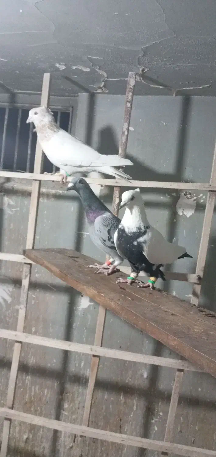 کبوتر پرشی|پرنده|فردیس, فردیس|دیوار