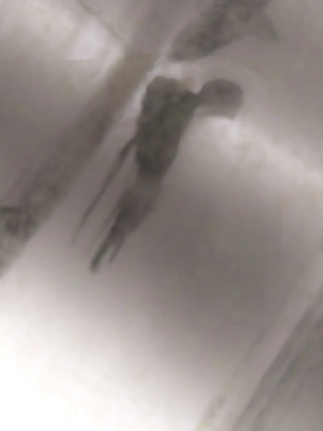 آنجل|ماهی|مرند, |دیوار