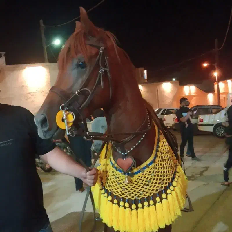 اسب عرب|اسب و تجهیزات اسبسواری|عقدا, |دیوار