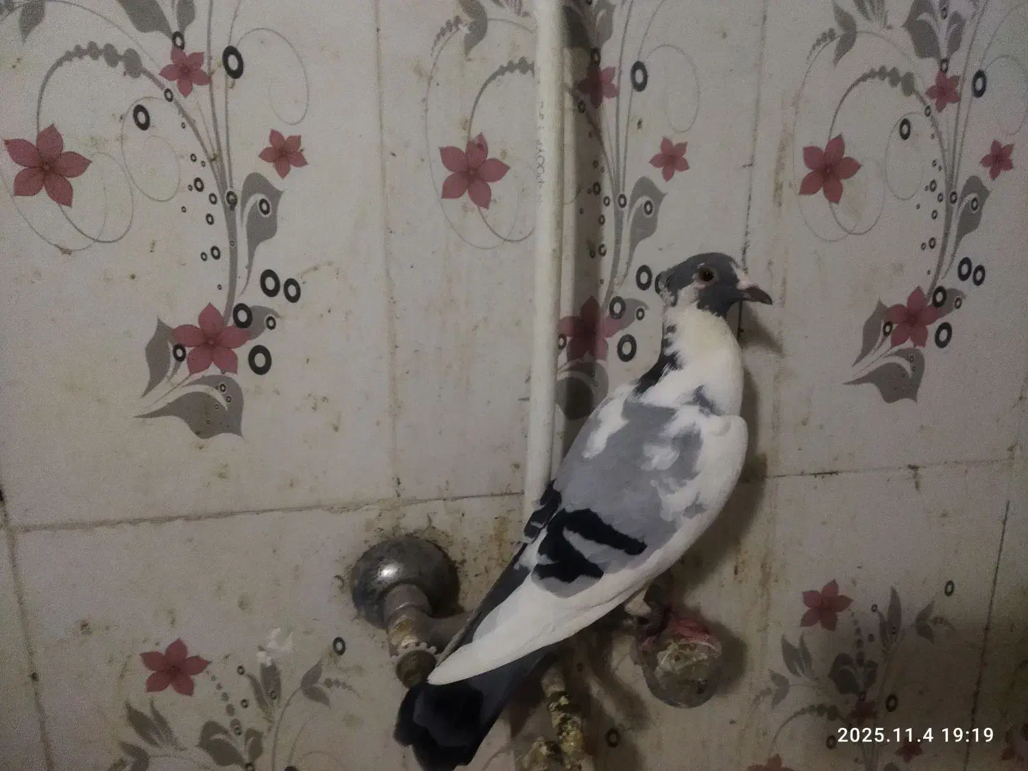 فروش 3عدد پلنگ کرمانی|پرنده|سراوان, |دیوار