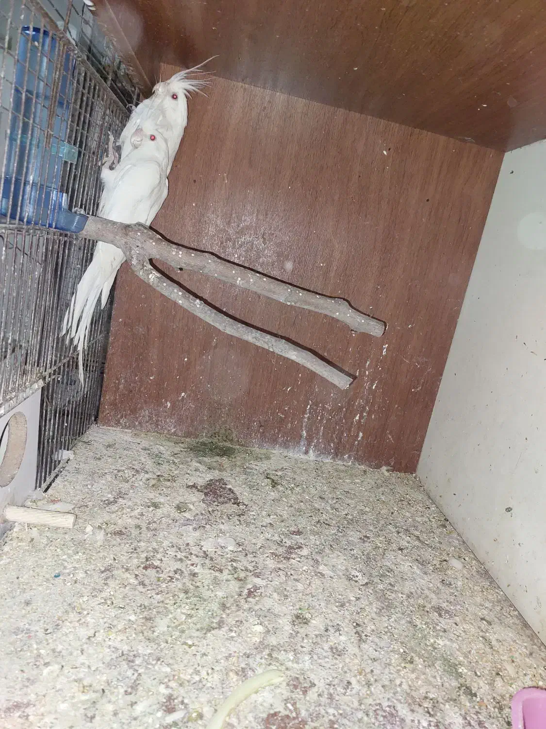 عروس البینو|پرنده|ماهدشت, |دیوار