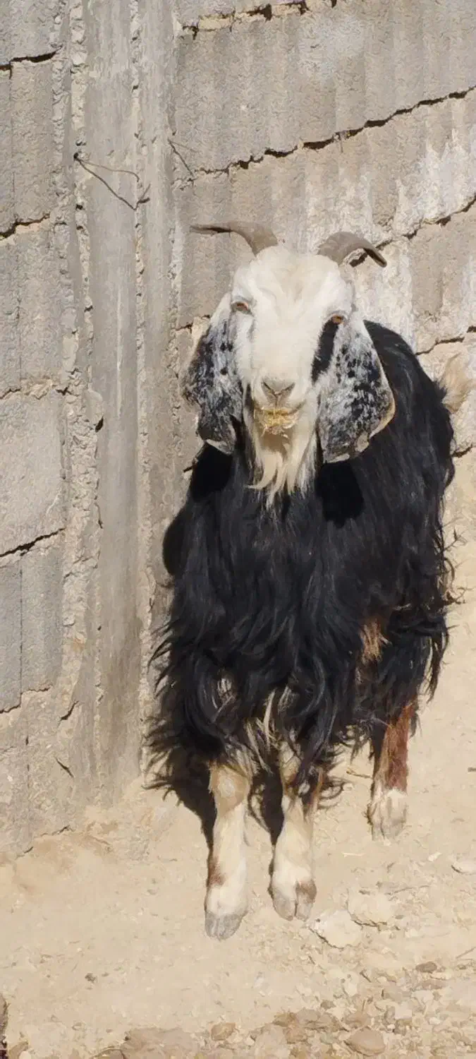 فروش کولار و بز جوان ترکی قصابی|حیوانات مزرعه|رحمتآباد, |دیوار