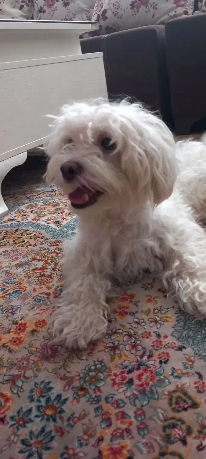 فروش سگ|سگ|رشت, حمیدیان|دیوار