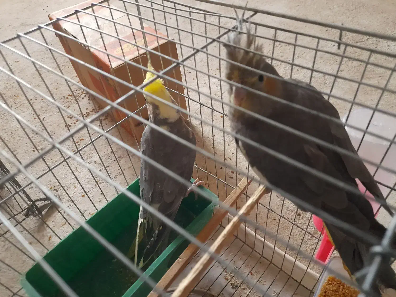 جفت عروس هلندی ۶ تخم|پرنده|بمپور, |دیوار