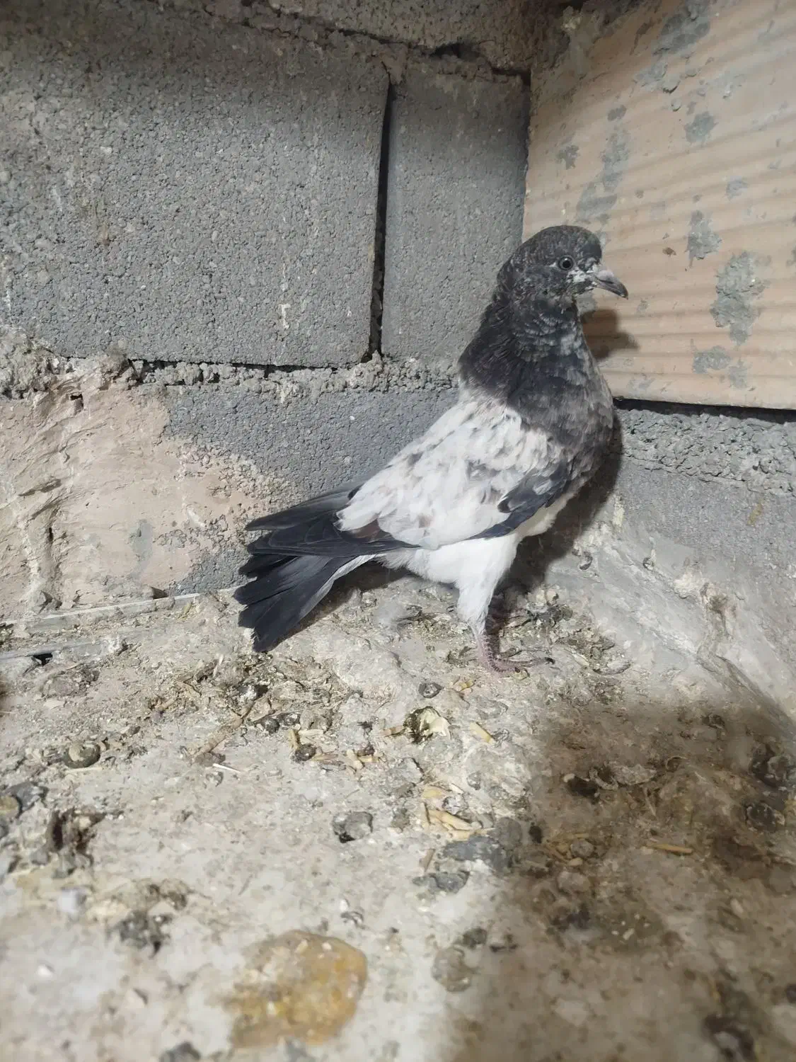 کبوتر تهرونی|پرنده|پاکدشت, کبودگنبد|دیوار