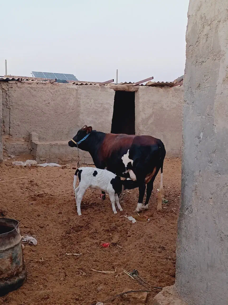 فروش گاو با گوساله ماده|حیوانات مزرعه|تیمور آباد, |دیوار