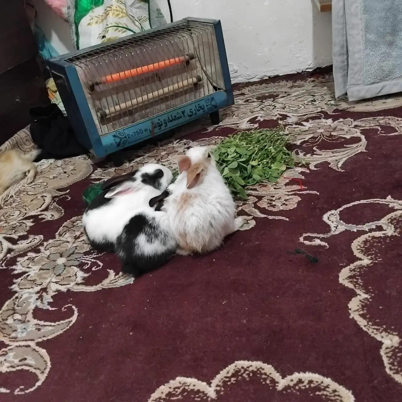 خرگوش خانگی ۴ ماهه|موش و خرگوش|زاهدان, |دیوار