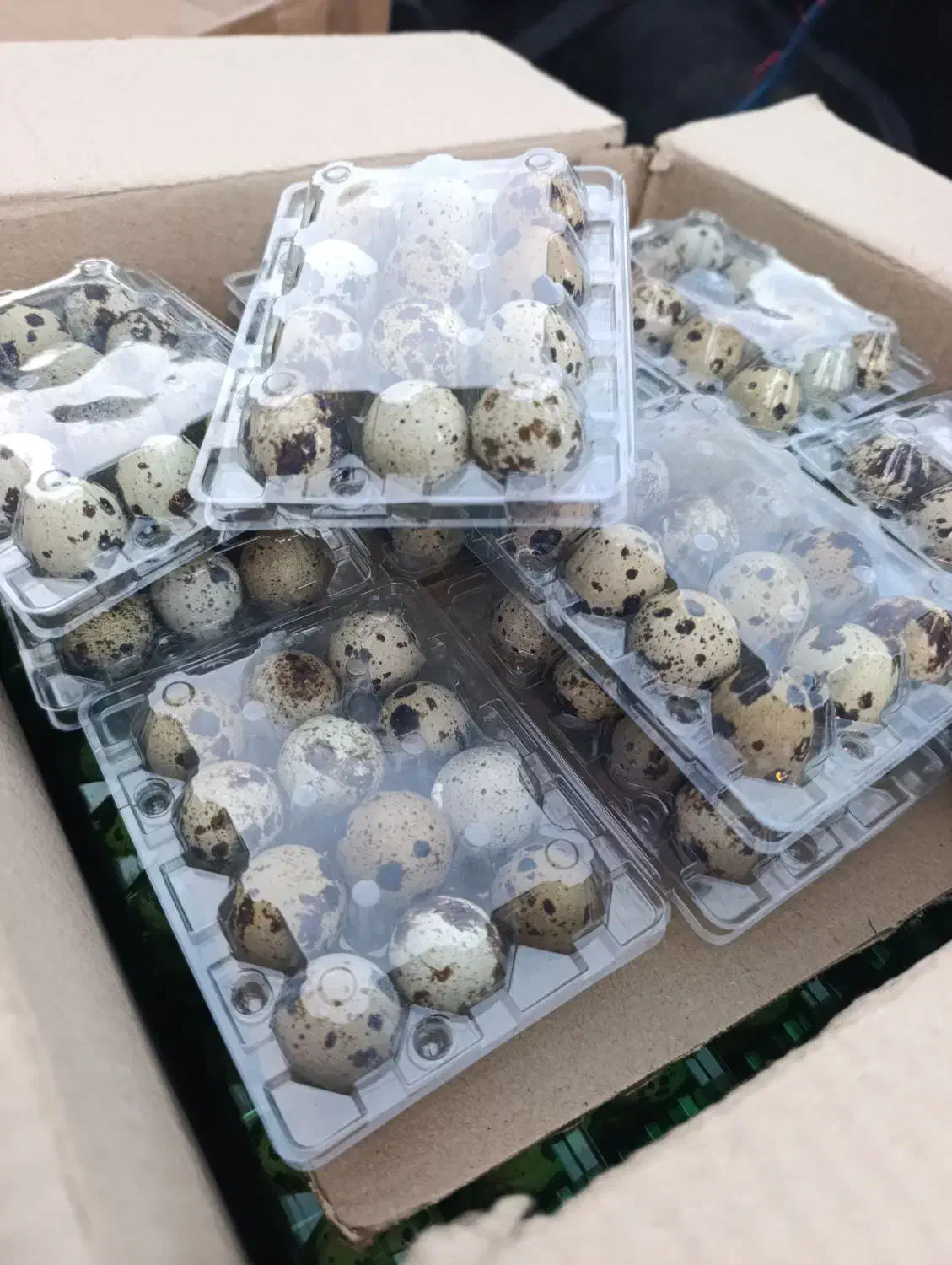 تخم نطفه دار و خوراکی بلدرچین|حیوانات مزرعه|مشهد, شهید آوینی|دیوار