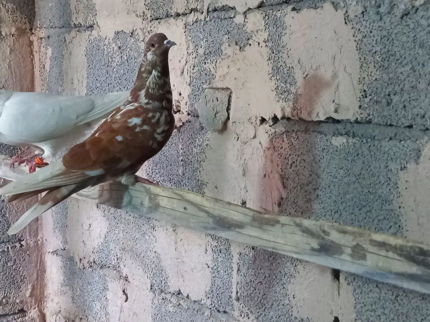 کبوتران پرشی|پرنده|خوی, |دیوار