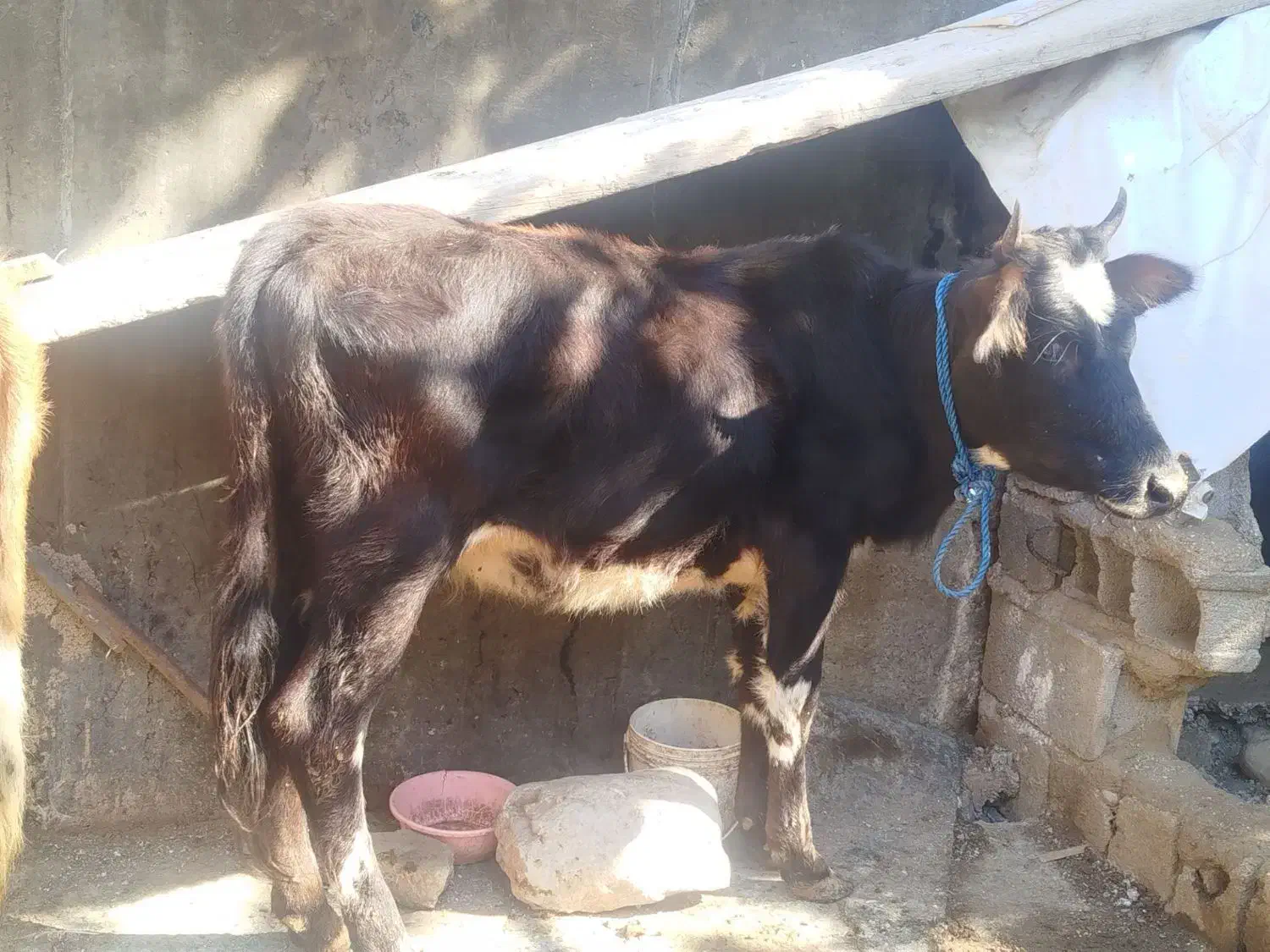 گوساله فروشی|حیوانات مزرعه|رامیان, |دیوار