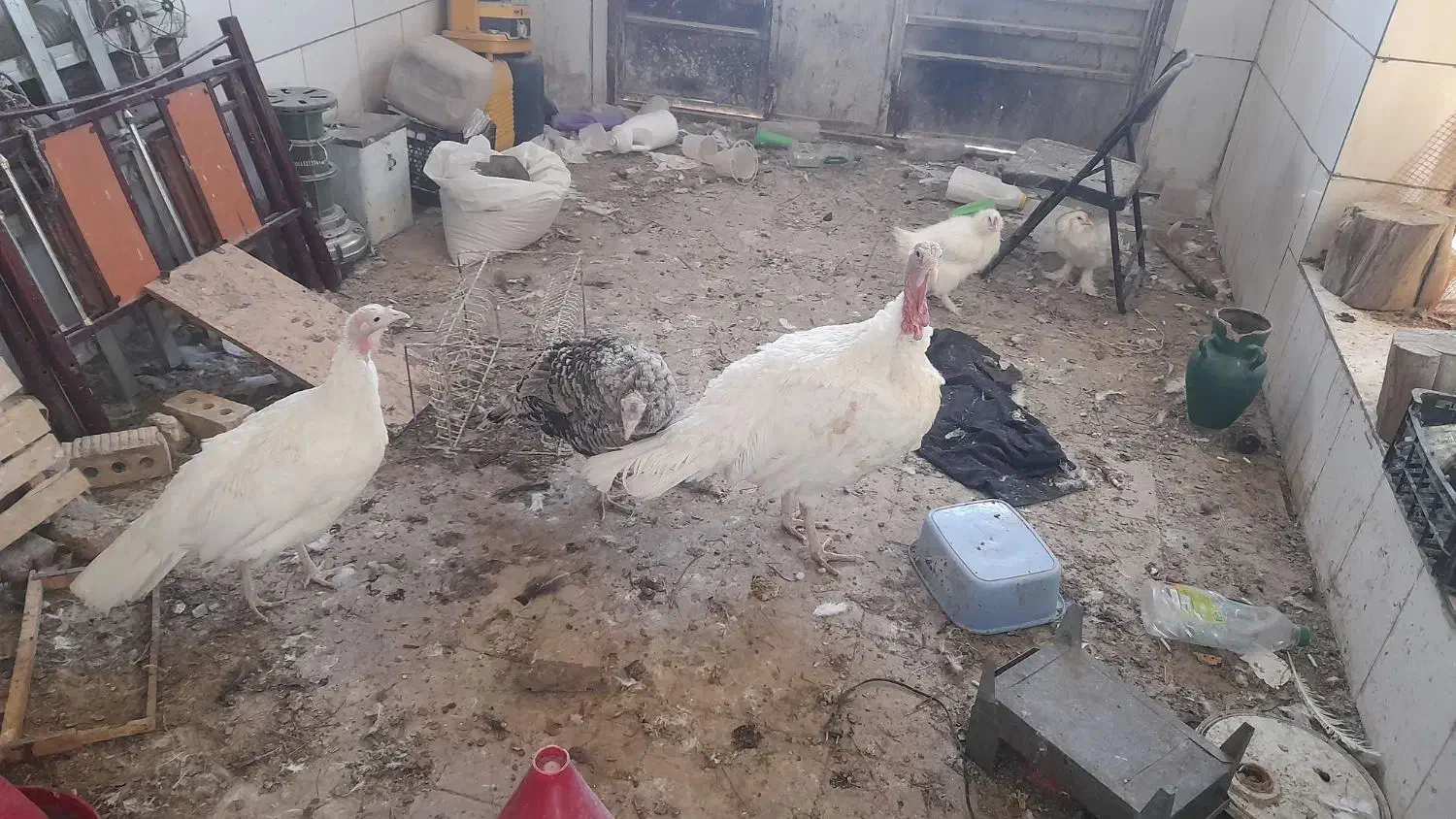 فروش بوقلمون|حیوانات مزرعه|فسا, |دیوار