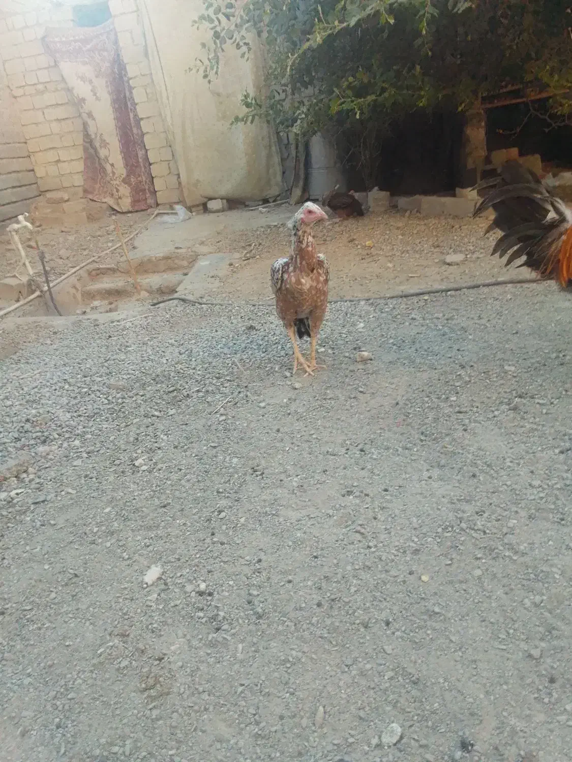 مرغ خروس|حیوانات مزرعه|ایرانشهر, |دیوار