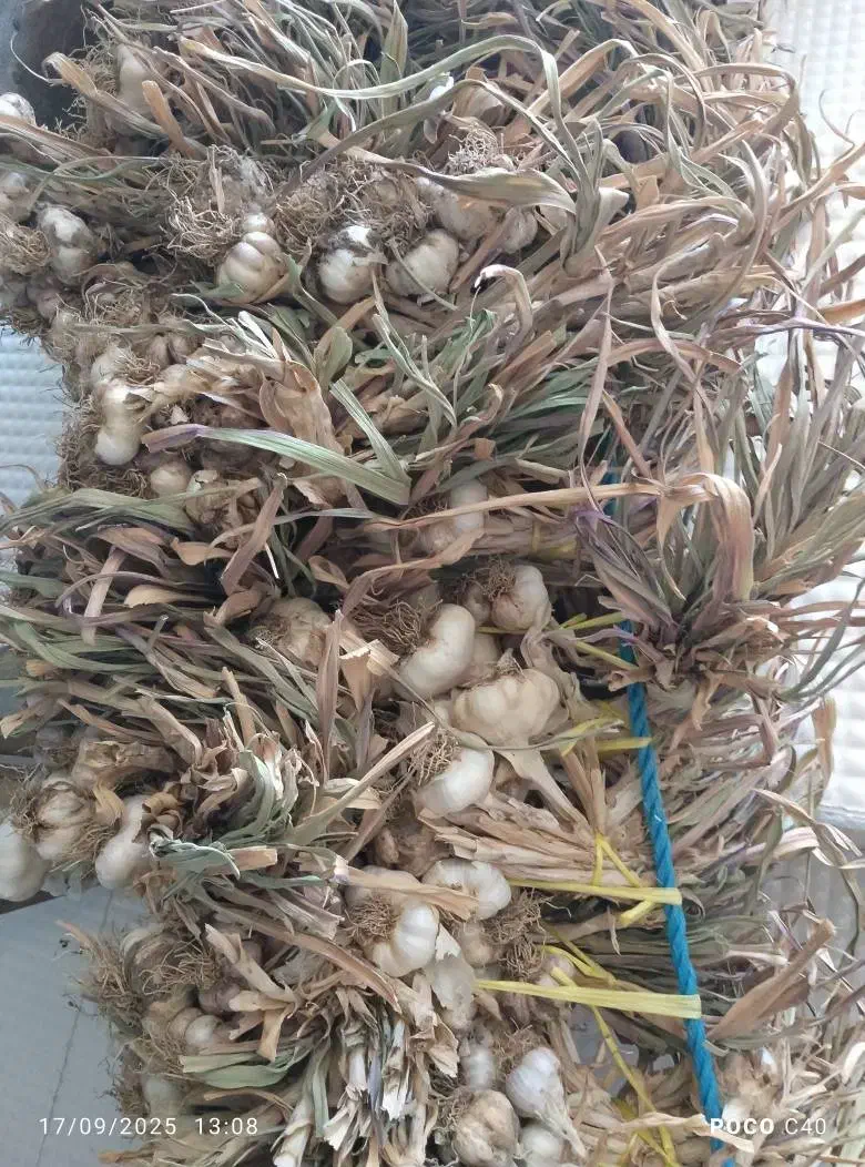 سیر تازه|خوردنی و آشامیدنی|حسین آباد, |دیوار