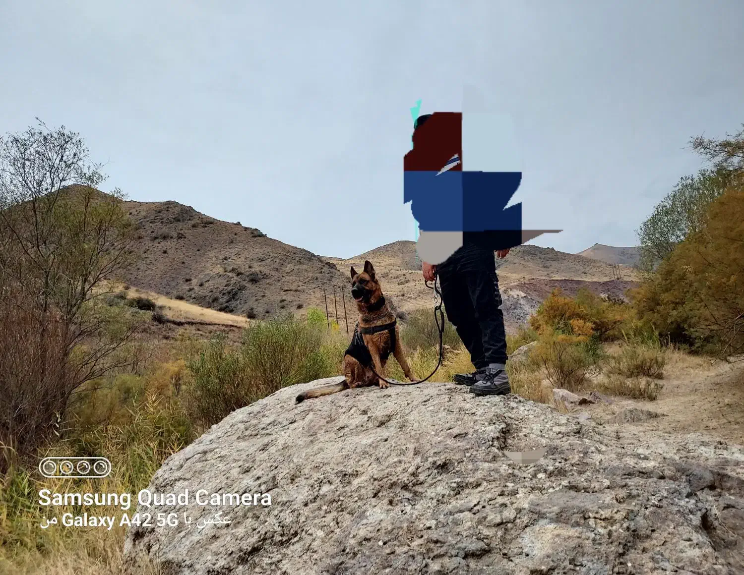 ژرمن آموزش دیده|سگ|تبریز, |دیوار