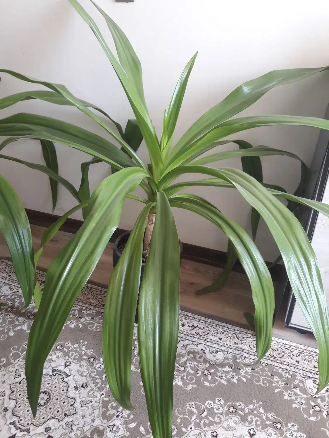 فروش گل و گلدان و استند|گل و گیاه طبیعی|شیراز, محمدیه|دیوار